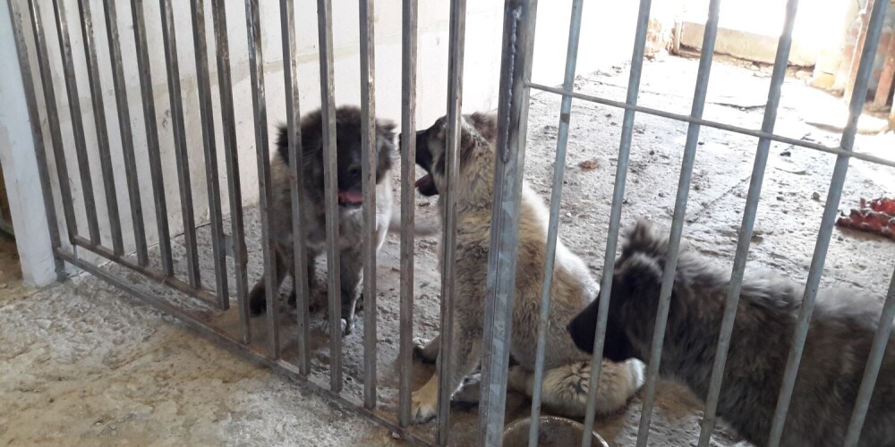 FOTO: Dobeles pusē atklāj nelegālu suņu audzētavu ar desmitiem Kaukāza aitu suņiem
