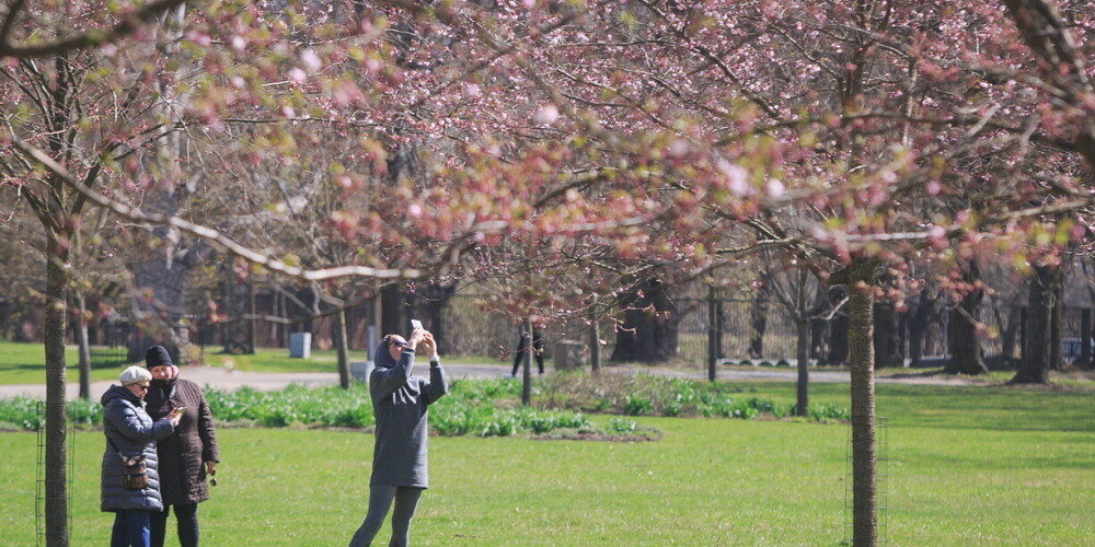 FOTO: Tavu skaistumu! Uzvaras parkā graciozi zied krāšņās sakuras