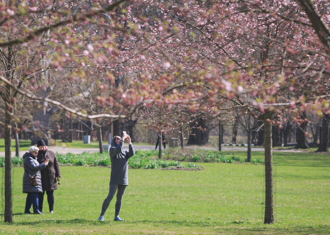 FOTO: Tavu skaistumu! Uzvaras parkā graciozi zied krāšņās sakuras