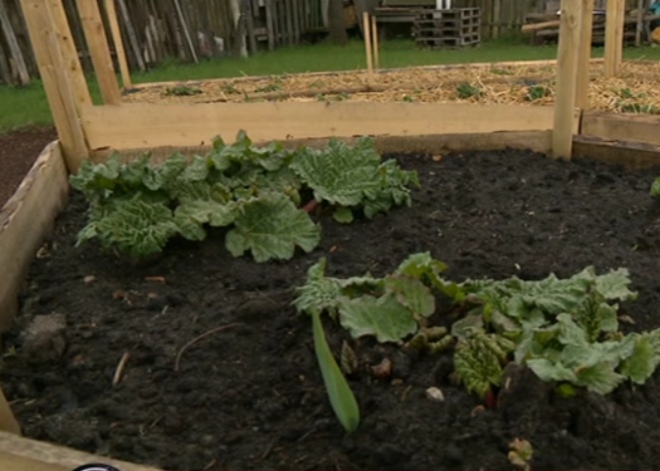 Проблемы огородов Луцавсалы: поджигатели, мусор и договоры