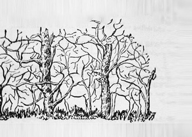 Первое животное, которое увидите на картинке, раскроет суть вашей личности