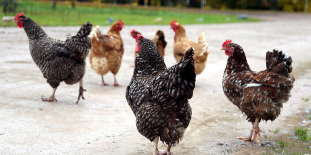 Тревога в Литве: "Из-за птичьего гриппа может остановиться экспорт мяса птицы"