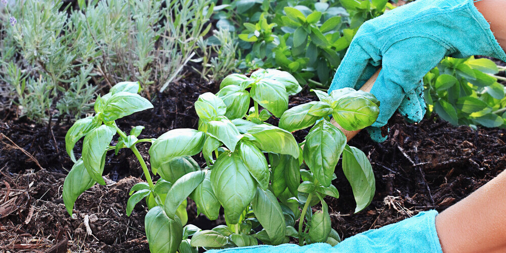 Gudra plānošana dārzā: kādi augi der kukaiņu atbaidīšanai?