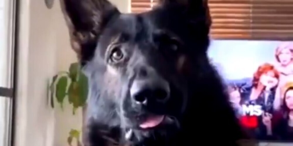Реакция бывшей полицейской собаки на слово "кокаин" стала вирусной в Cети