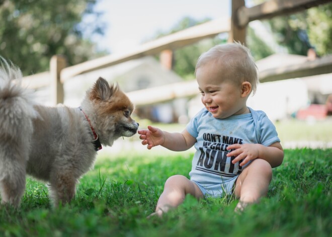 Mans suns nekož! Vai ir tādas drošās suņu šķirnes, kas nekad nekodīs bērnam?