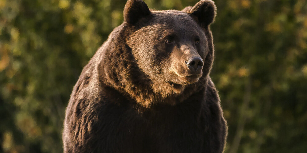 Lihtenšteinas princi vaino Rumānijas lielākā lāča Artūra nošaušanā