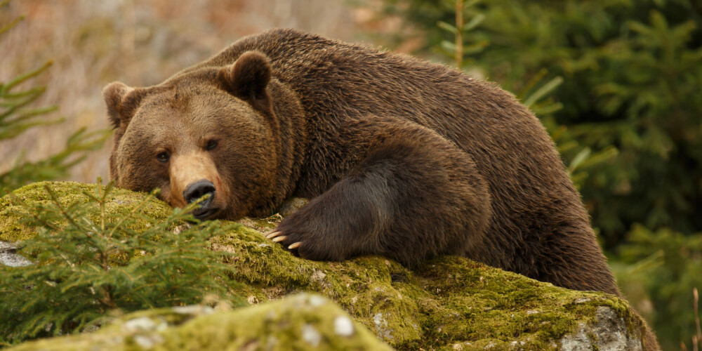 Принца заподозрили в убийстве крупнейшего медведя в Европе