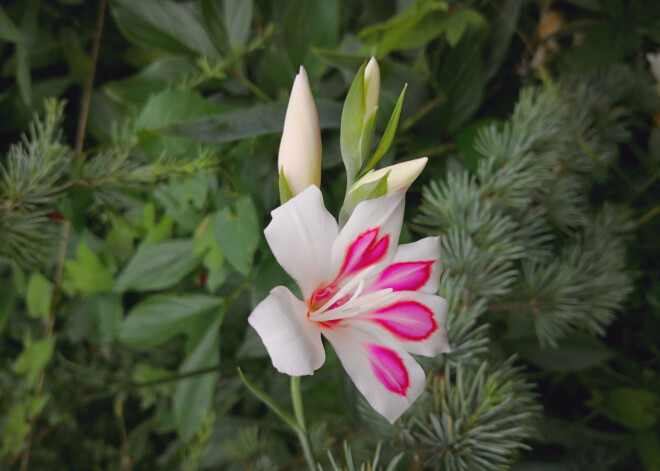 Modē nāk pundurgladiolas