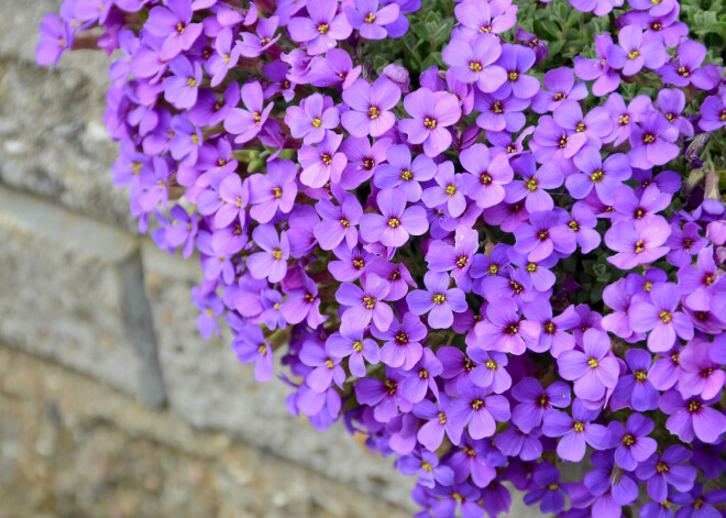 Obrētas - ziedošais augu paklājs. Vai šīs puķes ir viegli audzēt?