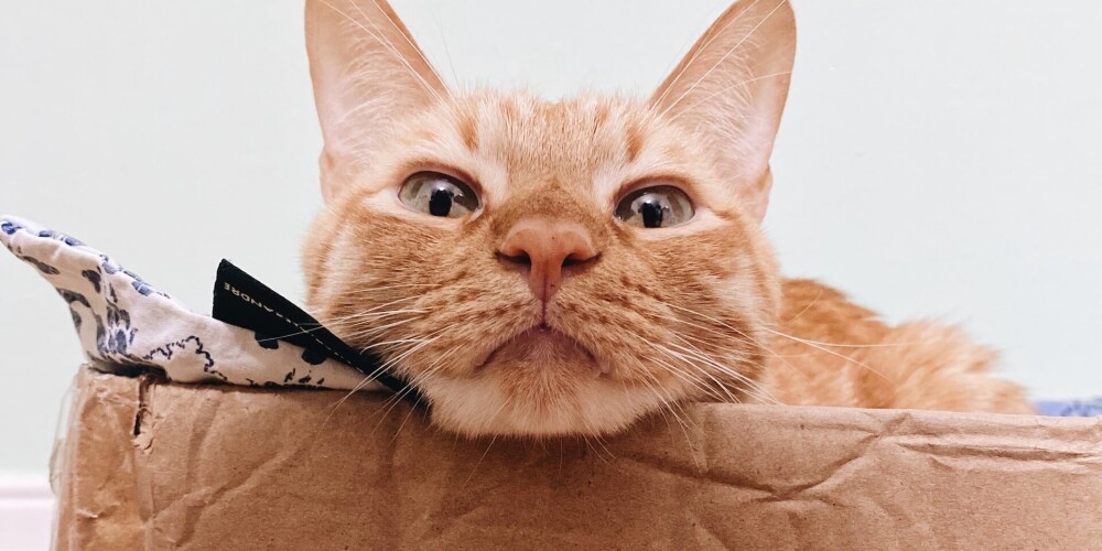 Ученые доказали любовь кошек к воображаемым коробкам