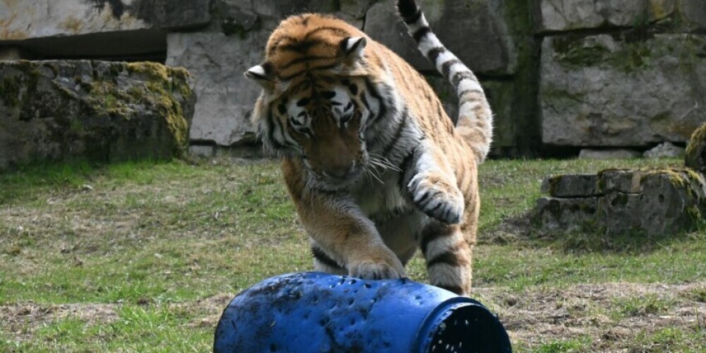 ВИДЕО: главный селфи-герой Рижского зоопарка тигр Август обзавелся новой игрушкой