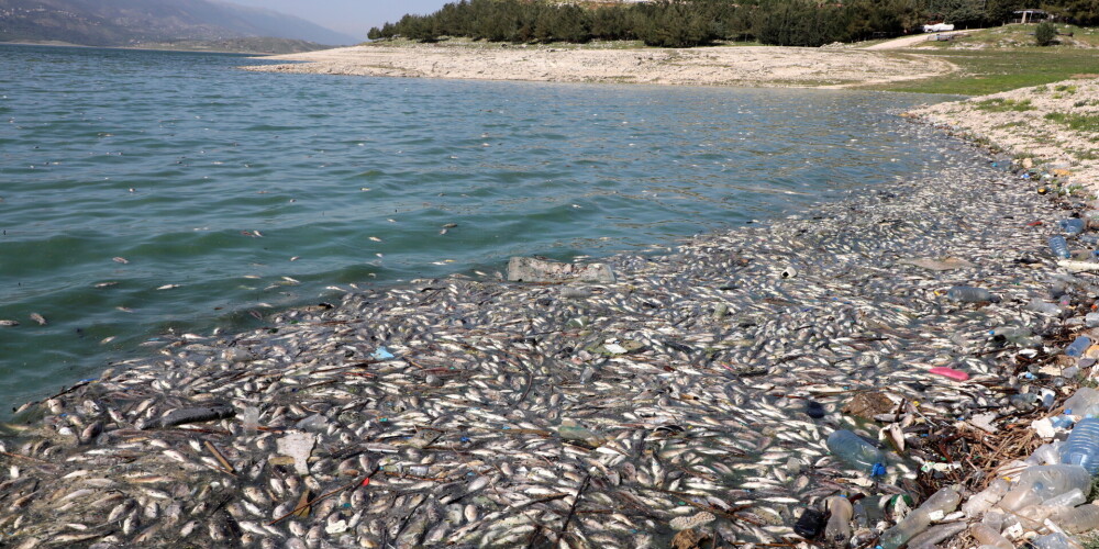Kaut kas neredzēts: tonnām beigtu un toksisku zivju izskalojušās Libānas ezera krastos