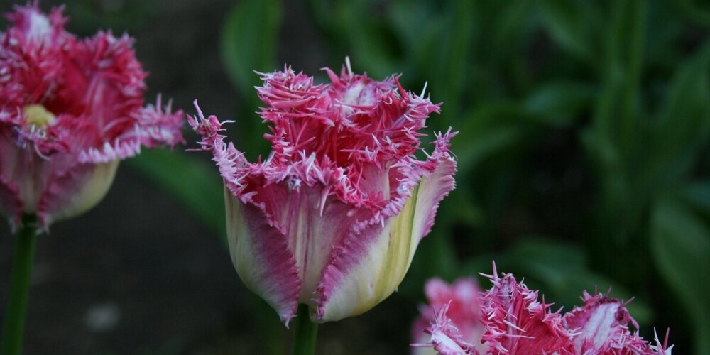 Созданные в Латвии сорта тюльпанов ценят даже в Нидерландах