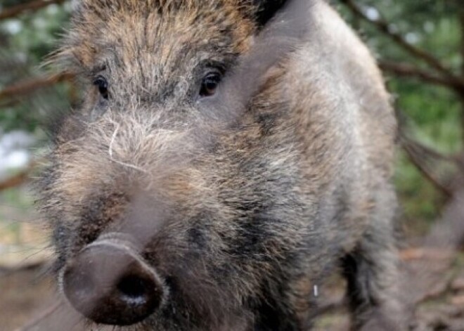 Āfrikas cūku mēris pagājušajā nedēļā Latvijā konstatēts divām mežacūkām