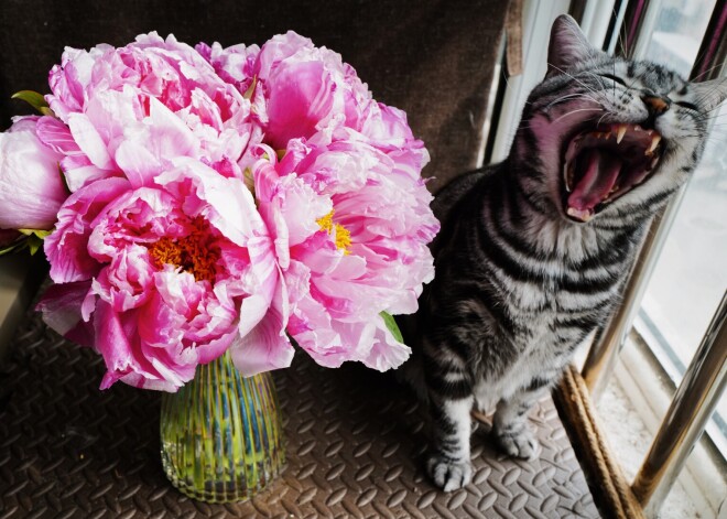 Ideāls laiks jaunam sākumam - horoskops visām zodiaka zīmēm no 10.05. līdz 16.05.