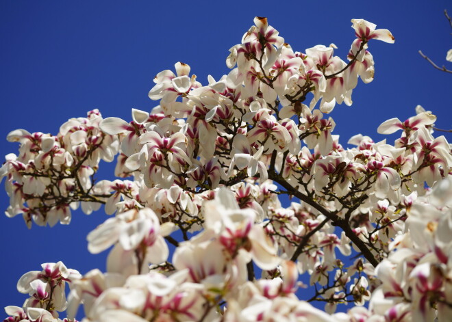 FOTO: Botāniskajā dārzā īpaši krāšņi zied magnolijas