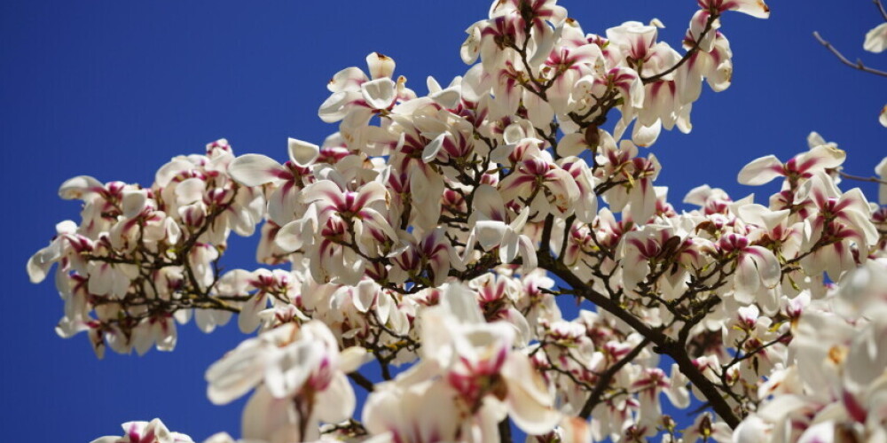 ФОТО: в рижском Ботаническом саду особенно живописно цветут магнолии