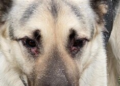 Suņu glābējiem, kuru izgaismotais gadījums izraisīja plašu cilvēku sašutumu, pašiem problēmas ar likumu