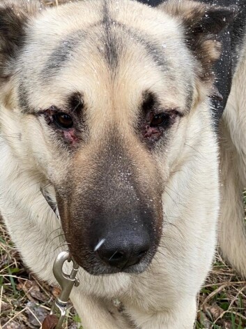 Suns Reko nekavējoties nogādāts veterinārajā klīnikā, kur atklāts, ka uz gūžas ir ilgstoši nedzīstoša brūce un iekaisusi āda ap acīm.