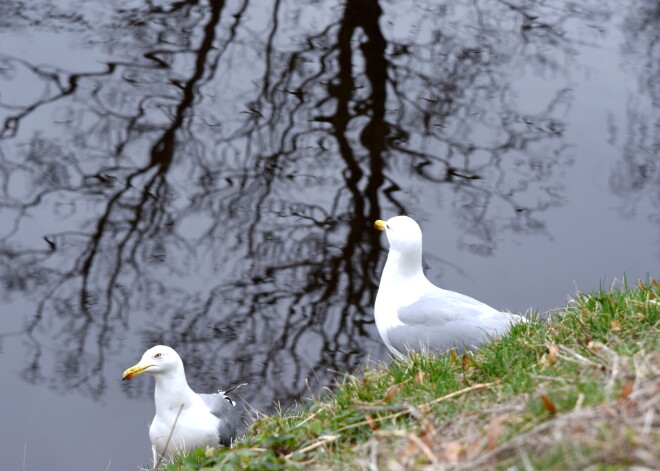Svētdiena būs silta, vietām īslaicīgi līs