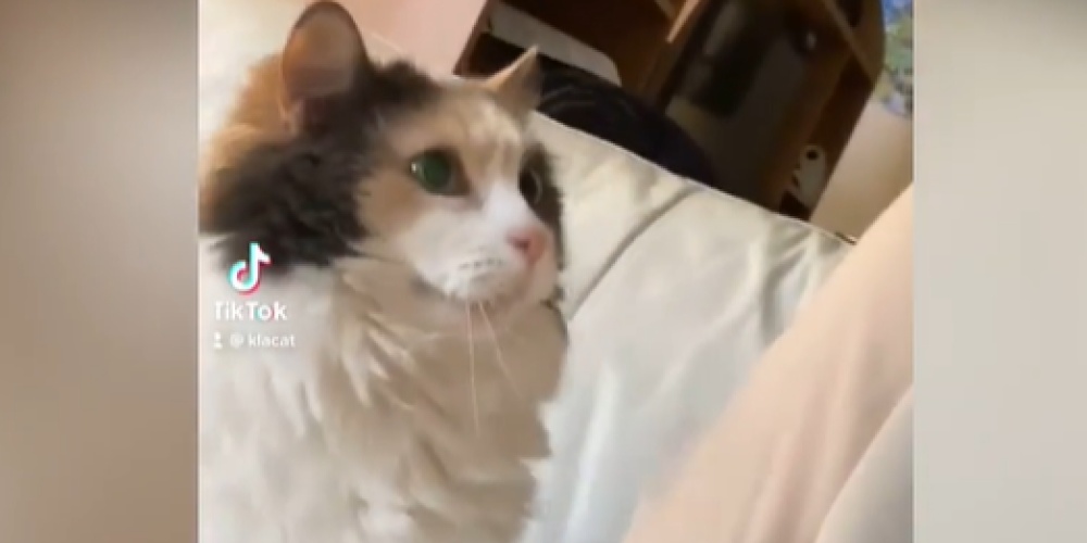 "Корми меня!": попытки кошки привлечь внимание заставили соцсети хохотать