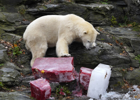 "Nopietna kļūda" - Berlīnes zoodārzā konstatē balto lāču incestu
