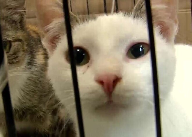 "Какой-то неандерталец стреляет в животных!": ветеринар сообщил о жестокости в Видземе