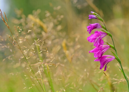 Vakarbuļļos aug arī retā jumstiņu gladiola.