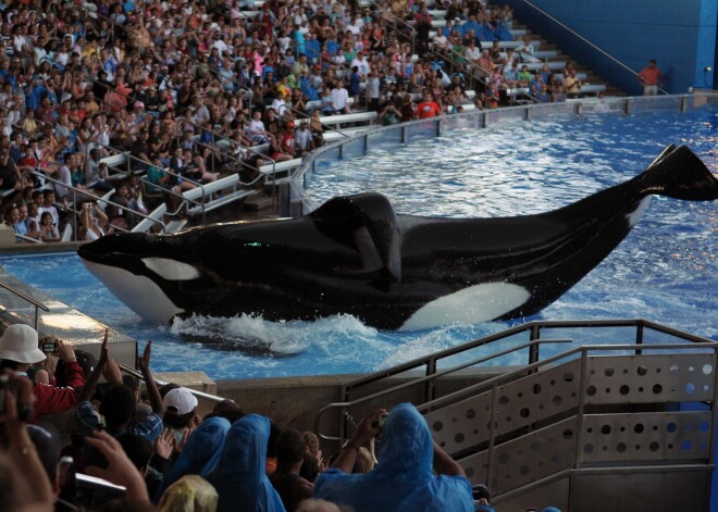 Последняя жертва Тиликума: что на самом деле произошло в аквапарке, где косатка сняла скальп с тренера