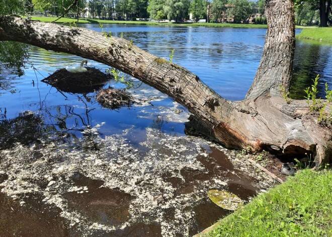 Pirms vairāk nekā mēneša gulbji no ligzdas Māras dīķī izdzina lauci un paši tur iekārtojās uz dzīvi.