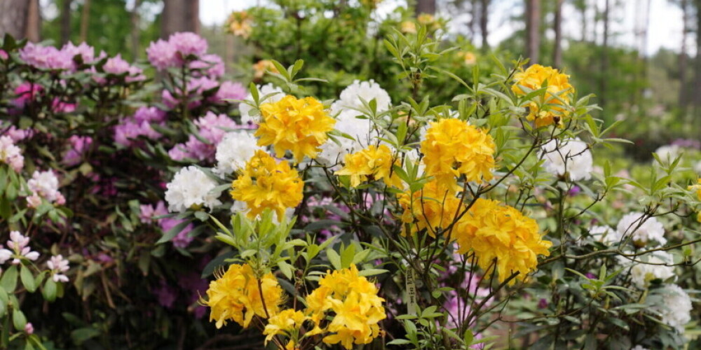Романтика рододендронов в Бабите: люди спешат полюбоваться прекрасными цветами