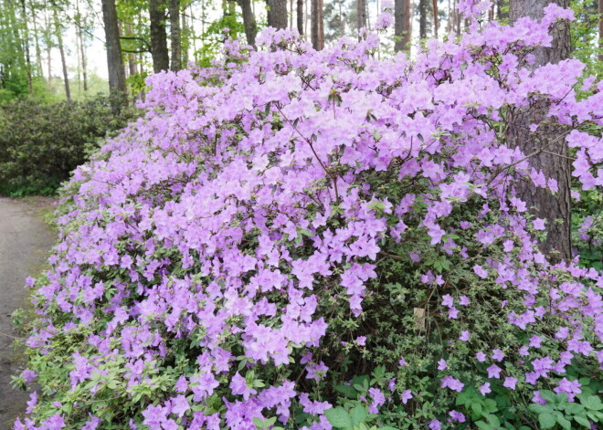 Latvijā iestājusies meteoroloģiskā vasara