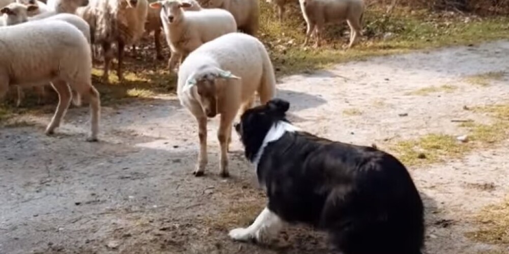 Храбрый ягненок отказался подчиняться пастушьей собаке и попал на видео