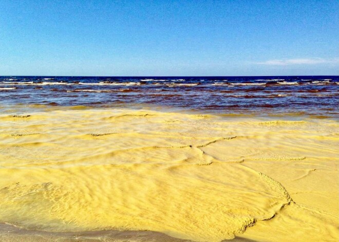 Замеченные в водоемах Латвии желтые пятна – не загрязнение, а сосновая пыльца