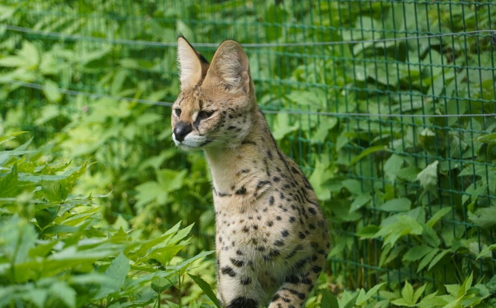 Rīgas zooloģiskajā dārzā tagad var aplūkot savvaļas kaķus ar vislielākajām ausīm un visgarākajām kājām