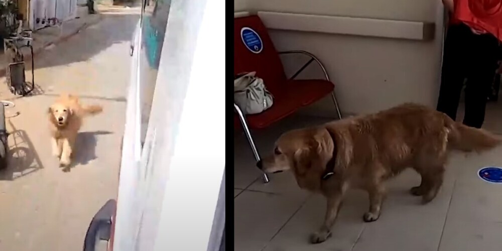 Собака пробежала от дома до больницы за скорой, в которой увезли ее хозяйку