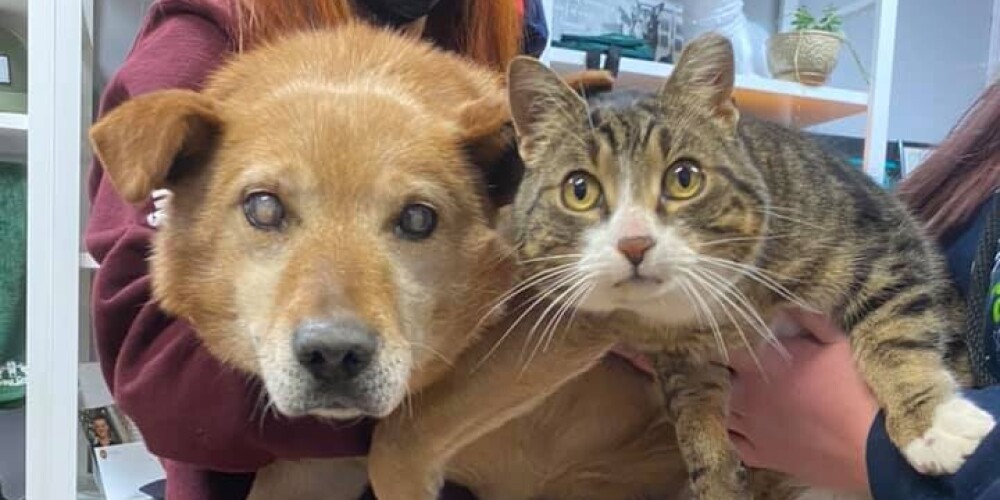 Бездомный пес потерял зрение, но обрел поводыря, которым оказался... кот