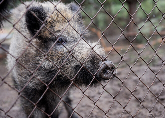 Āfrikas cūku mēris pagājušajā nedēļā Latvijā konstatēts divām mežacūkām