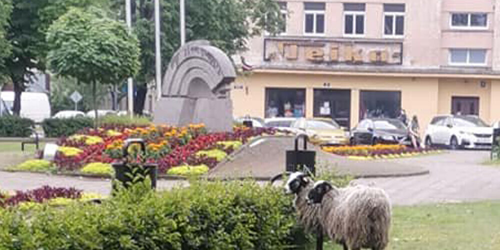 Pilsētvidei neraksturīga aina: Rīgā pa Brīvības ielu ganās aitas
