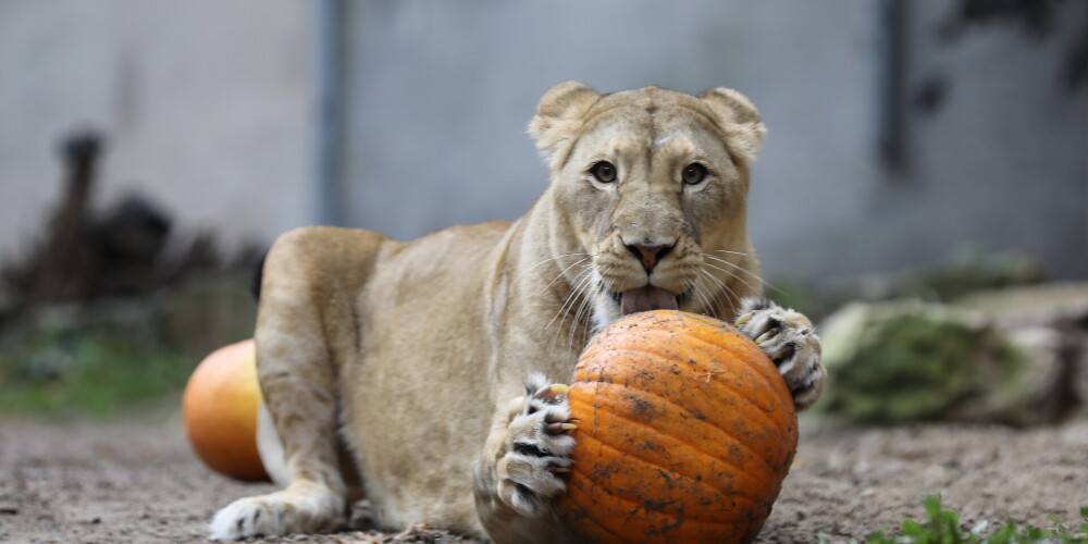 В Рижском зоопарке можно увидеть новорожденных львят