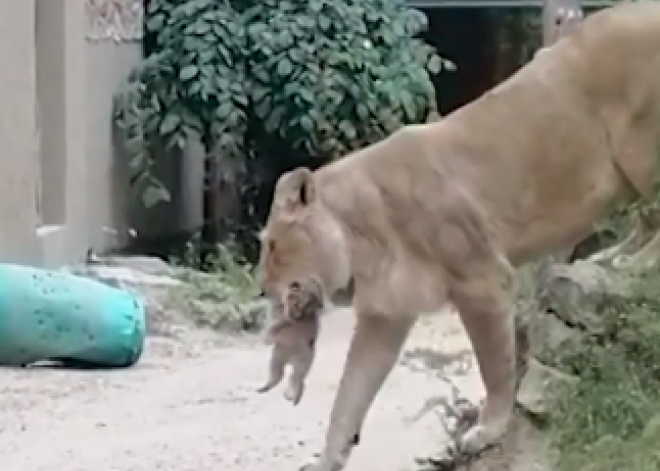 Zooloģiskajā dārzā lauvenei Cvangai piedzimuši lauvēni