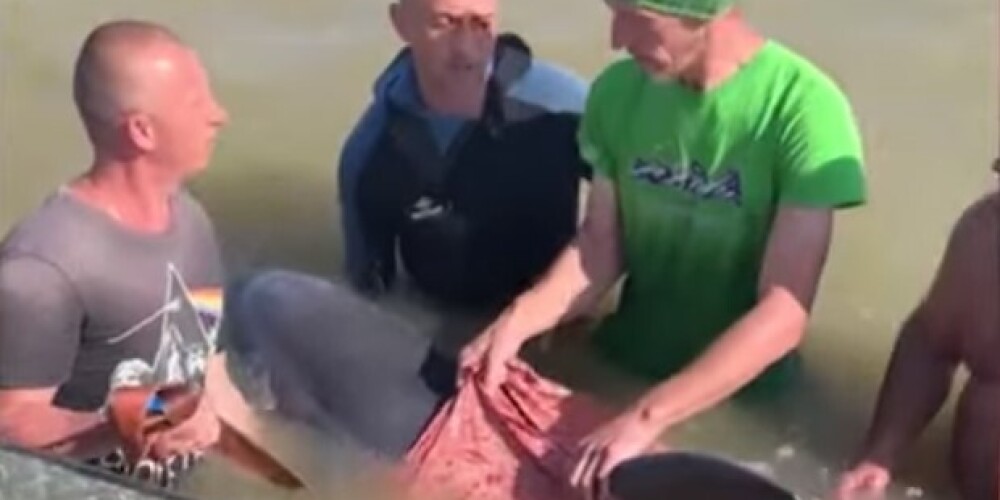 Использовали покрывала и ремни: люди спасли обессиленного дельфина