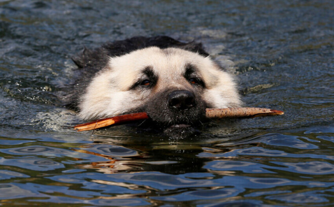 Paaugstināta riska grupā ir suņi ar lieko svaru un sirds problēmām, kuriem karstais periods ir īpaši grūti panesams.