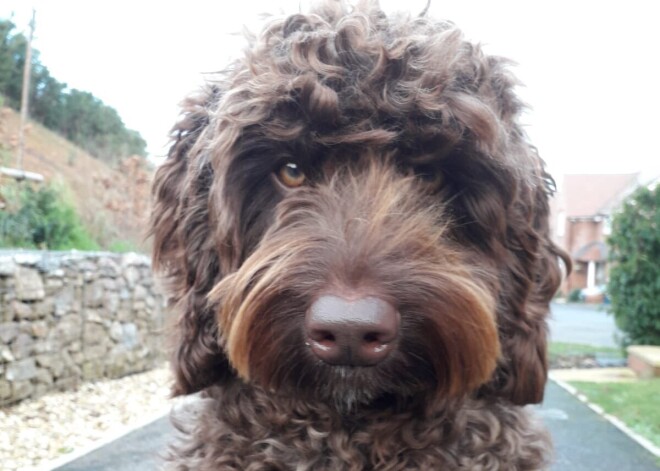 Собака-терапевт "отговорила" девушку от суицида