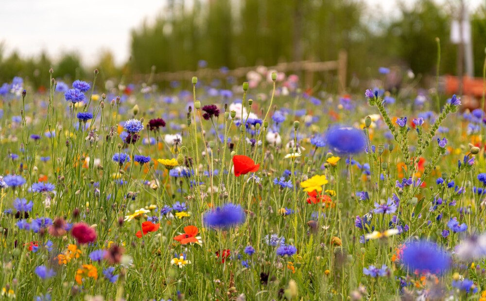 Summer solstice – a time of flowering and harvesting of medicinal plants.  How to cook them properly