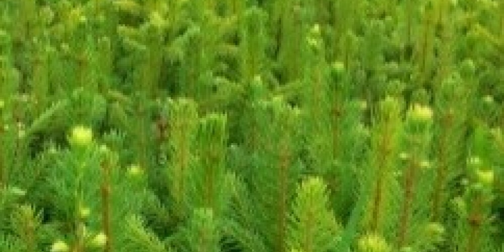 Rīgas mežos iestādīts vairāk nekā miljons kociņu