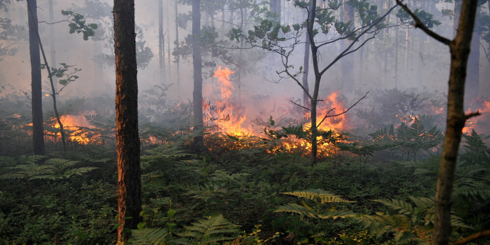 Лесной пожар в Яунциемсе локализован; пострадали двое пожарных