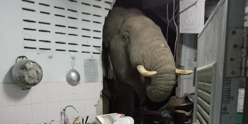 "Дратути!": в поисках еды слон пробил дыру в стене дома