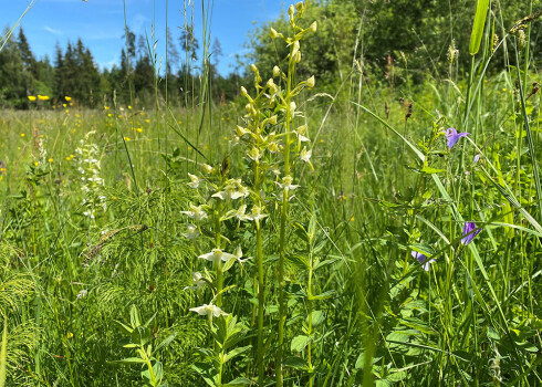 Smaržīgā un zaļganā naktsvijole.