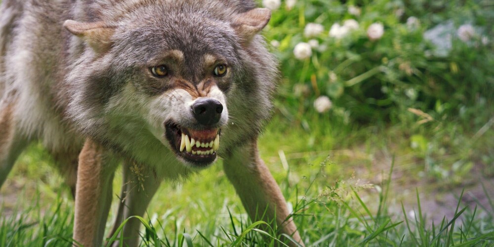 Ventspils pusē apēd suni, Ošupē noplosa teļu. Vai jāsāk baidīties no agresīviem vilkiem?